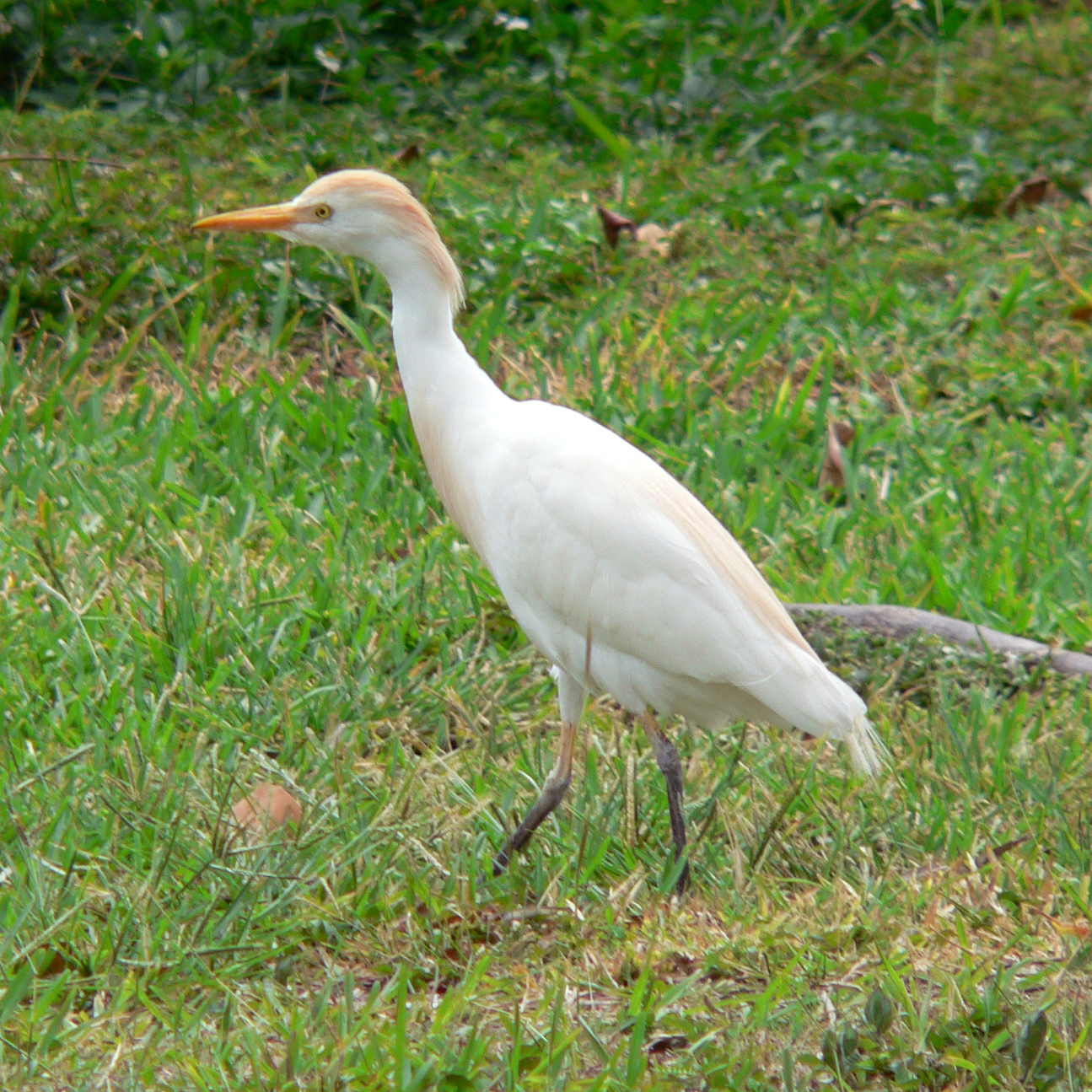 Bubulcus-ibis