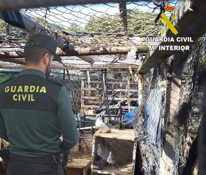 La actuación de la Guardia Civil permite la detención de los presuntos autores del robo de 35 palomas de un palomar en Cartaya.