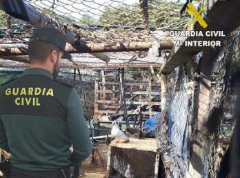La actuación de la Guardia Civil permite la detención de los presuntos autores del robo de 35 palomas de un palomar en Cartaya.