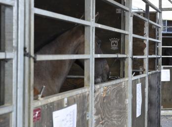 La Asociación Hípica Malpica, con la colaboración del Ayuntamiento, pone a disposición de los romeros boxes de alquiler para los caballos durante la Romería 